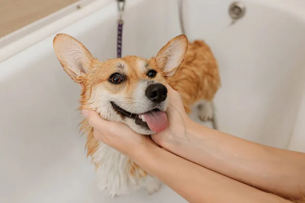Professional Skilled Groomer Carefully Wash Funny Welsh Corgi Pembroke Dog — Foto Stock