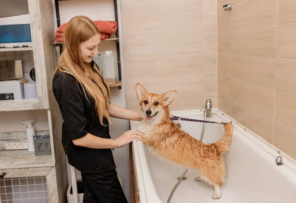 Profesional Experto Peluquero Lavar Cuidadosamente Perro Divertido Galés Corgi Pembroke — Foto de Stock