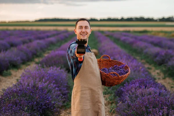 Professional man worker in uniform holding basket with cut Bunches of Lavender and Scissors on a Lavender Field. Harvesting Lavander Concept