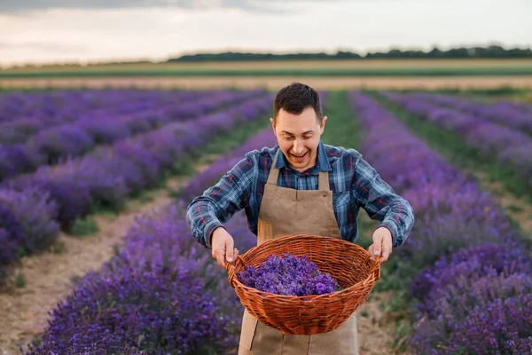 Professional man worker in uniform holding basket with cut Bunches of Lavender on a Lavender Field. Harvesting Lavander Concept