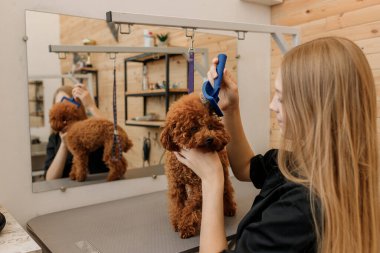 Kadın kuaför, kuaför, kuaförde banyo yaptıktan sonra tarakla köpek kılı tarıyor. Kadın kuaför veteriner spa kliniğinde saç stili yapıyor.