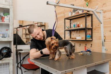 Yorkshire teriyerinin tüylerini tarayan bir erkek kuaför kuaförde banyo yaptıktan sonra tarakla tarıyor. Kadın kuaför veteriner spa kliniğinde saç stili yapıyor.