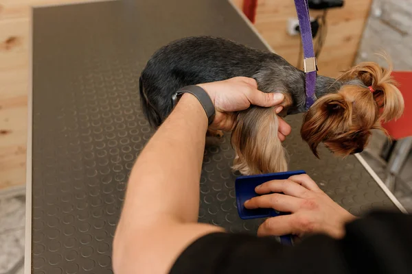 Homme Toiletteur Brossant Les Cheveux Yorkshire Terrier Cheveux Chien Avec — Photo