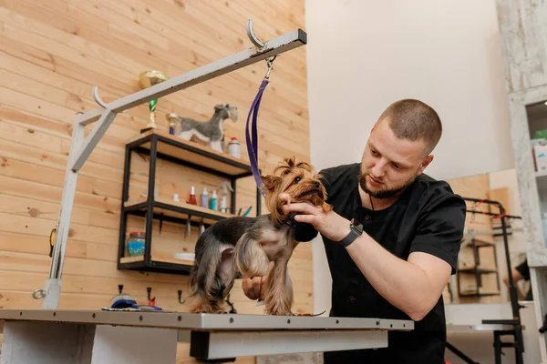 Homme Toiletteur Brossant Les Cheveux Yorkshire Terrier Cheveux Chien Avec — Photo