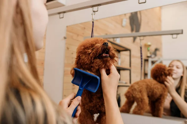 Close Female Groomer Brushing Hair Teacup Poodle Dog Hair Comb — 스톡 사진