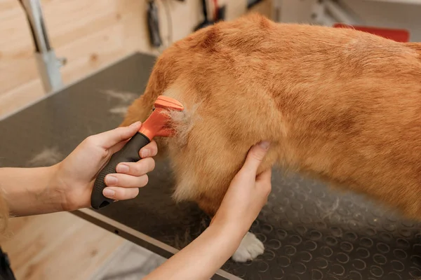 Close Woman Groomer Combing Fur Welsh Corgi Pembroke Dog Comb — Foto Stock