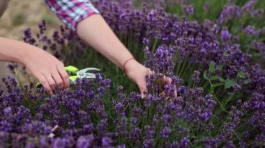Lavanta tarlasında Lavanta demetlerini makasla kesen üniformalı profesyonel bir kadın işçi. Lavander Kavramının Hasadı