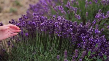 Lavanta tarlasında Lavanta demetlerini makasla kesen üniformalı profesyonel bir kadın işçi. Lavander Kavramının Hasadı