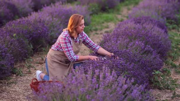 Professional Woman Worker Uniform Cutting Bunches Lavender Scissors Lavender Field — Vídeo de Stock