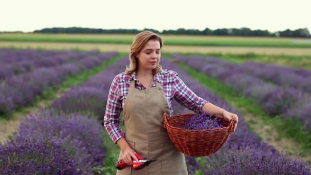 Femeie Profesionistă Uniformă Tăiere Ciorchinilor Lavandă Foarfece Câmp Lavandă Recoltarea — Videoclip de stoc