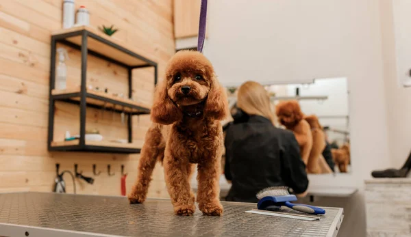 Fino Köpeğini Tımar Masasında Profesyonel Bir Tımarcıdan Saç Tıraşı Bekliyor — Stok fotoğraf