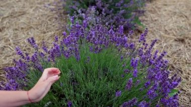 Lavanta tarlasında Lavanta demetlerini makasla kesen üniformalı profesyonel bir kadın işçi. Lavander Kavramının Hasadı