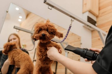 Close up of professional female pet groomer dry tea cup poodle dog fur with a hair dryer after washing in beautician salon. Grooming concept