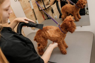 Close up of professional female pet groomer dry tea cup poodle dog fur with a hair dryer after washing in beautician salon. Grooming concept
