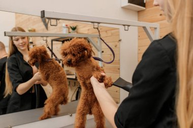 Close up of professional female pet groomer dry tea cup poodle dog fur with a hair dryer after washing in beautician salon. Grooming concept