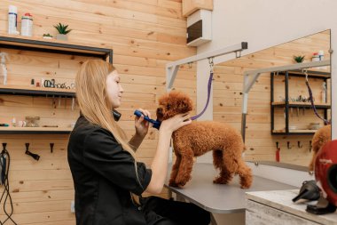 Professional female pet groomer dry tea cup poodle dog fur with a hair dryer after washing in beautician salon. Grooming concept