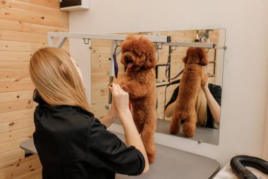 Profesyonel kadın kuaför, kuaför, kuaför salonunda yıkandıktan sonra saç kurutma makinesiyle kaniş köpeği kürkü. Tımar konsepti