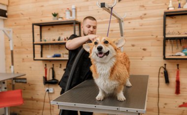 Professional male pet groomer dry Welsh Corgi Pembroke dog fur with a hair dryer after washing in beautician salon. Grooming concept