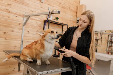 Professional female pet groomer dry Welsh Corgi Pembroke dog fur with a hair dryer after washing in beautician salon. Grooming concept