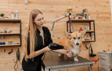 Professional female pet groomer dry Welsh Corgi Pembroke dog fur with a hair dryer after washing in beautician salon. Grooming concept