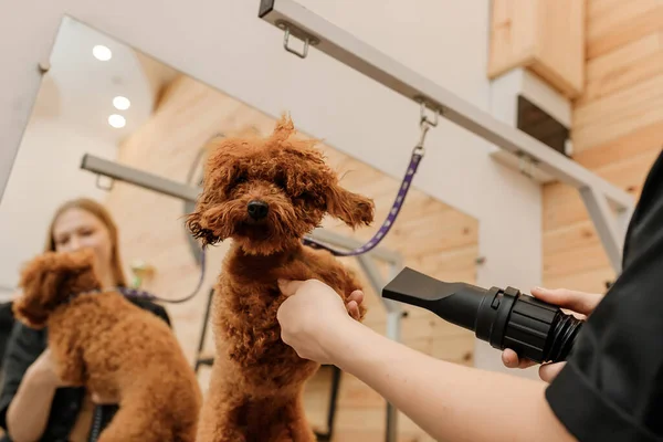 Close Professional Female Pet Groomer Dry Tea Cup Poodle Dog — Stock Fotó