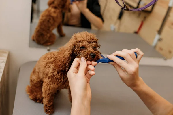 Close Professional Female Pet Groomer Dry Tea Cup Poodle Dog — Fotografia de Stock