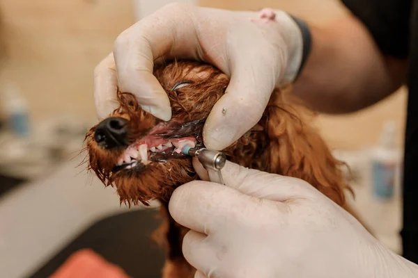 Professional Man Veterinarian Dentist Doing Procedure Professional Teeth Cleaning Dog — Stock Fotó