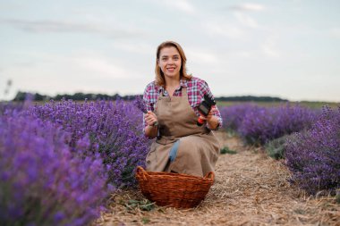 Lavanta tarlasında Lavanta demetlerini makasla kesen üniformalı profesyonel bir kadın işçi. Lavander Kavramının Hasadı