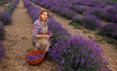 Lavanta tarlasında Lavanta demetlerini makasla kesen üniformalı profesyonel bir kadın işçi. Lavander Kavramının Hasadı