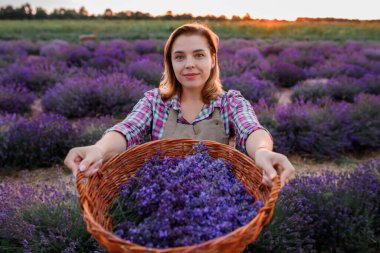 Lavanta tarlasında kesilmiş lavanta demetleri ve şifalı çiçek aromalı üniformalı profesyonel kadın sepeti. Lavander Kavramının Hasadı