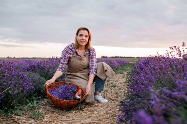 Lavanta tarlasında kesilmiş makas ve lavanta demetleriyle dolu sepeti tutan profesyonel kadın işçi. Lavander Kavramının Hasadı