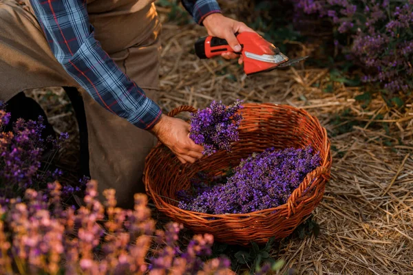 Professional man worker in uniform Cutting Bunches of Lavender with Scissors on a Lavender Field. Harvesting Lavander Concept