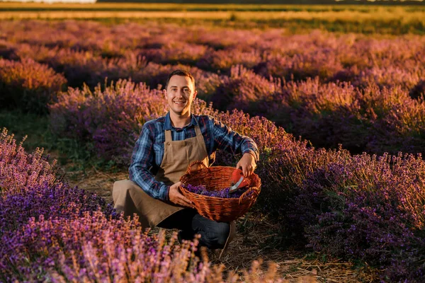 Професійний Робітник Формі Cutting Bunches Lavender Ножицями Лавандовій Ниві Збирання — стокове фото