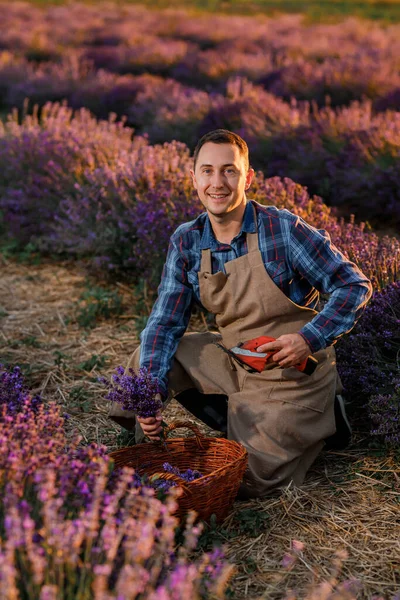 Професійний Робітник Формі Cutting Bunches Lavender Ножицями Лавандовій Ниві Збирання — стокове фото