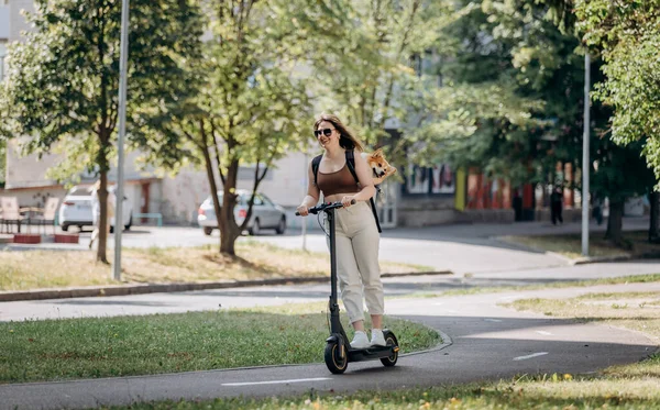 Щаслива Посмішка Подорожній Їде Своєму Електроскутері Міському Парку Собакою Вельш — стокове фото