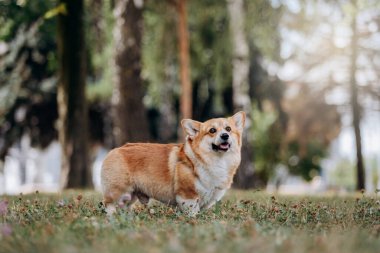 Adorable adult dog Welsh Corgi Pembroke is walking in summer city park 