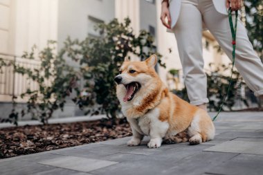 Beautiful Woman wearing white suit and sunglasses walking down the street with Welsh Corgi Pembroke dog