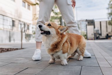 Adorable dog Welsh Corgi Pembroke walking street with owner