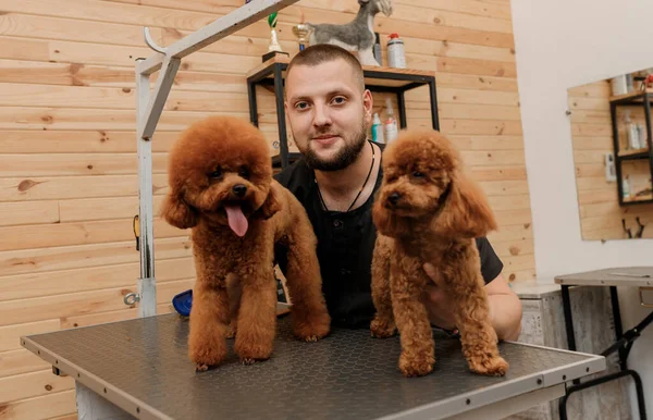 Professional Male Groomer Poodle Teacup Dog His Workplace Grooming Salon — Stock Fotó