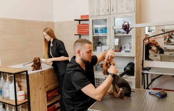 Professional Male Groomer Making Haircut Yorkshire Terrier Dog Grooming Salon — Fotografia de Stock