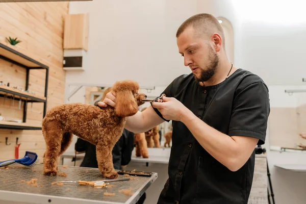 Peluquero Profesional Haciendo Corte Pelo Perro Caniche Taza Salón Aseo — Foto de Stock