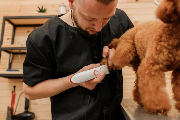 Close Professional Male Groomer Making Haircut Poodle Teacup Dog Grooming — Stock Fotó