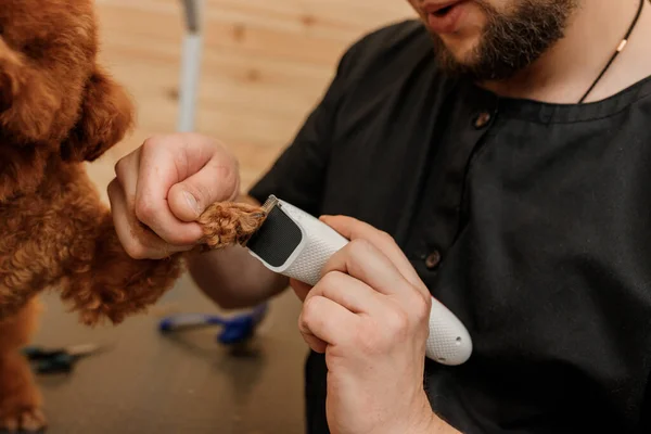 Close Professional Male Groomer Making Haircut Poodle Teacup Dog Grooming — Stockfoto