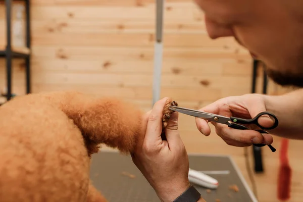 Close Professional Male Groomer Making Haircut Poodle Teacup Dog Grooming — Stockfoto