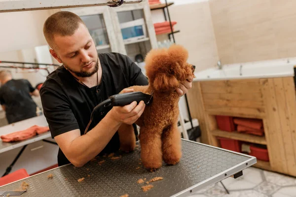 Peluquero Profesional Haciendo Corte Pelo Perro Caniche Taza Salón Aseo — Foto de Stock