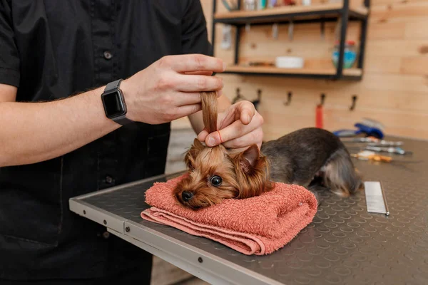 Male Groomer Brushing Hair Yorkshire Terrier Dog Hair Comb Bathing — Stockfoto