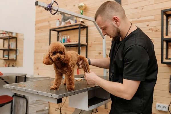 Male groomer brushing hair of Tea Cup Poodle dog hair with comb after bathing at grooming salon. Woman pet hairdresser doing hairstyle in veterinary spa clinic