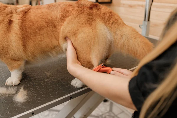 Close Woman Groomer Combing Fur Welsh Corgi Pembroke Dog Comb — Stok fotoğraf