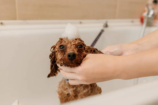 Professional Skilled Groomer Carefully Wash Teacup Poodle Dog Bath Grooming — Foto Stock