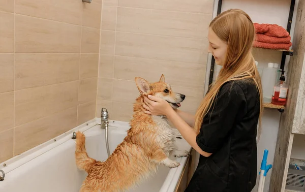 Professional Skilled Groomer Carefully Wash Funny Welsh Corgi Pembroke Dog — Foto Stock